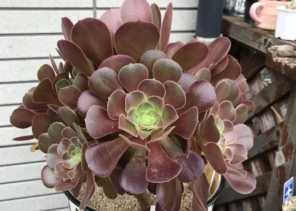アエオニウム・アルボレウム　茶色　株