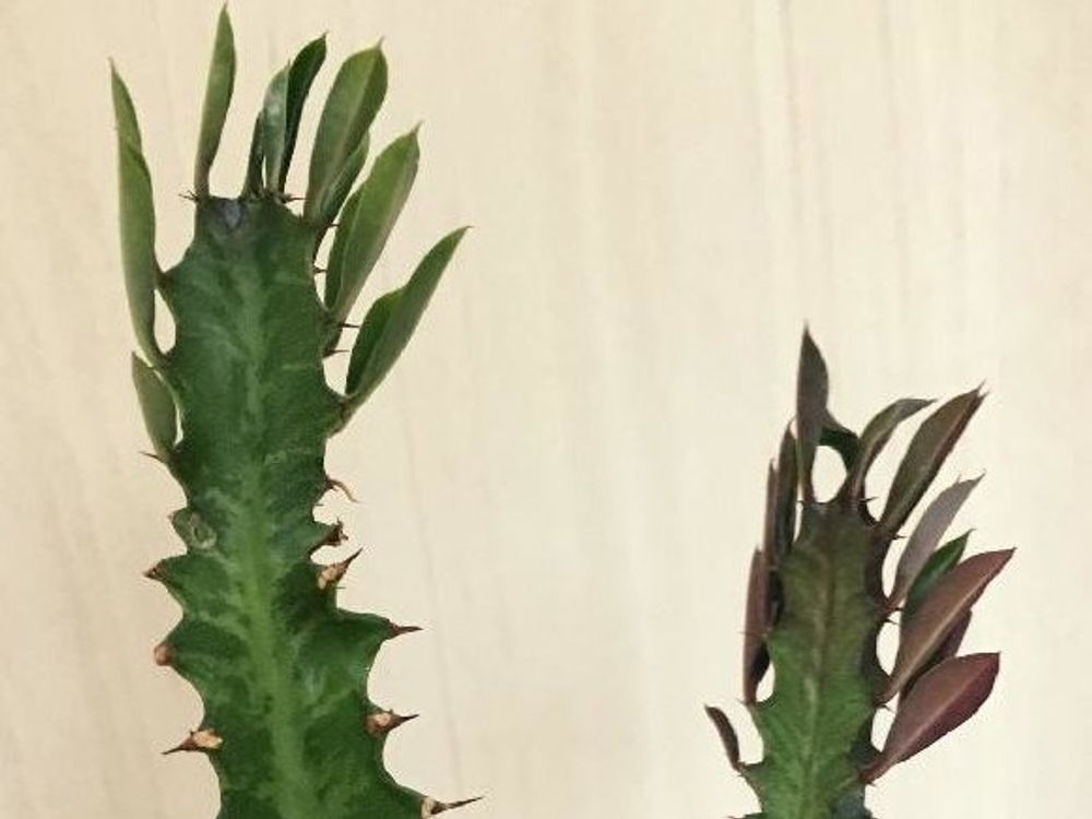 サイウンカク(彩雲閣)　株　カーテン