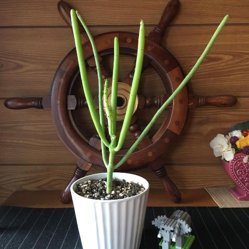 ユーフォルビア オンコクラータの育て方 植え替え時期や増やし方は Greensnap グリーンスナップ