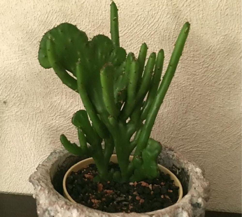 ユーフォルビア・オンコクラータ Photo by Elizabeth rossoさん