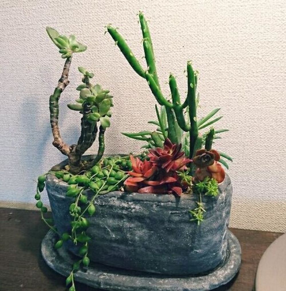 ユーフォルビア・オンコクラータ Photo by なべさんさん