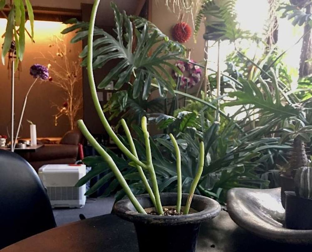 ユーフォルビア・オンコクラータ Photo by いとう ゆうさん