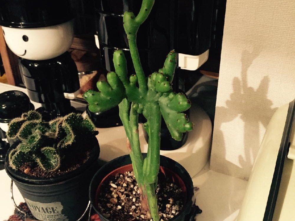 ユーフォルビア・オンコクラータ Photo by ichiさん