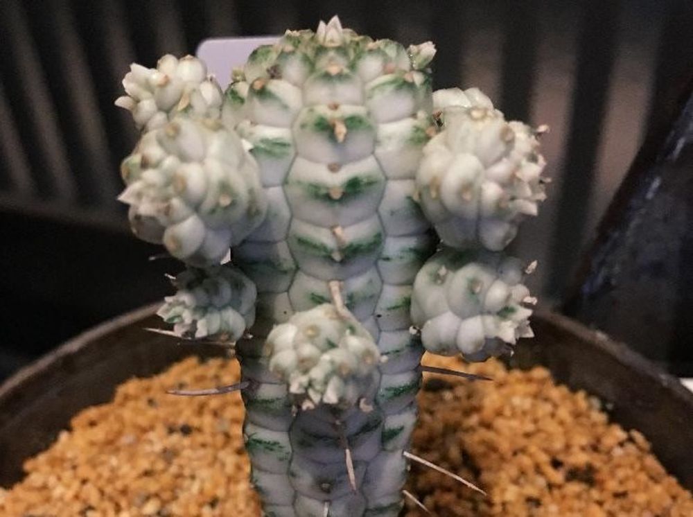 ユーフォルビア・マミラリス Photo by 0429れーこさん