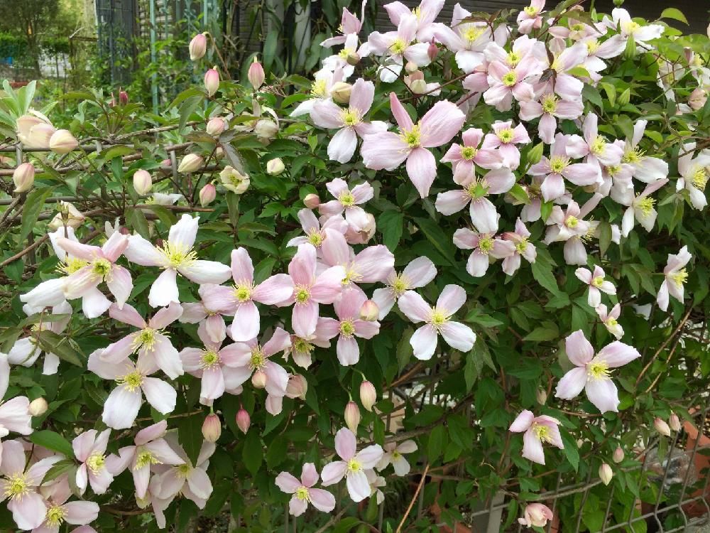 クレマチス・モンタナ Photo by namihei