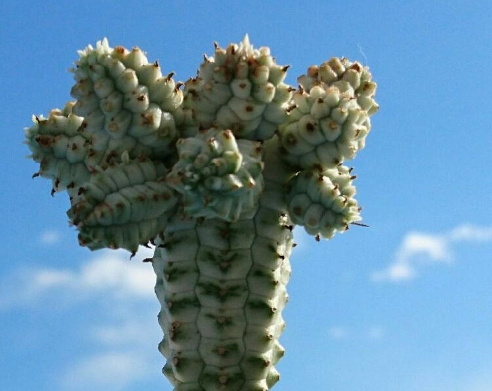 ユーフォルビア・マミラリス Photo by イエローフィンガーさん