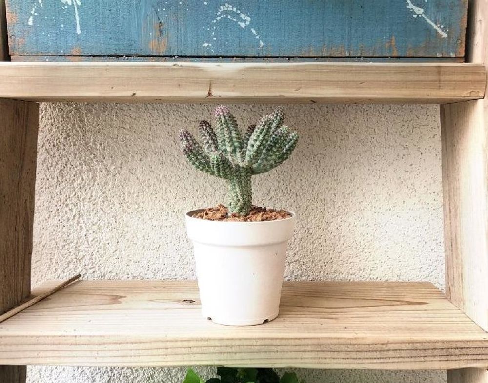 ユーフォルビア・マミラリス Photo by チャコでおまさん