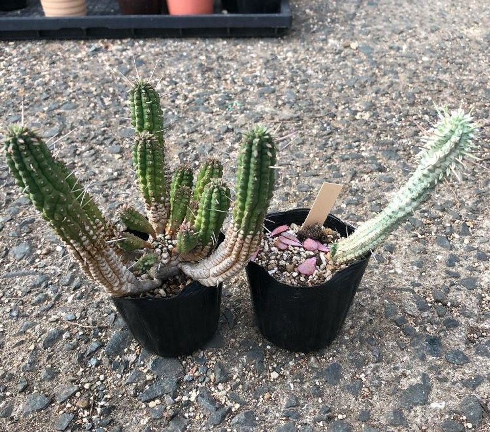 ユーフォルビア・マミラリス Photo by izumiさん