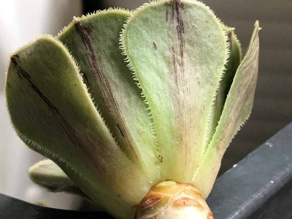 アエオニウム・アルボレウム　株