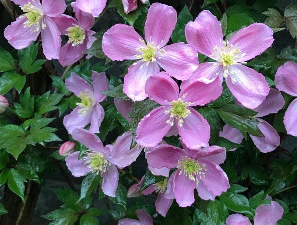 クレマチス・モンタナ Photo by おてて