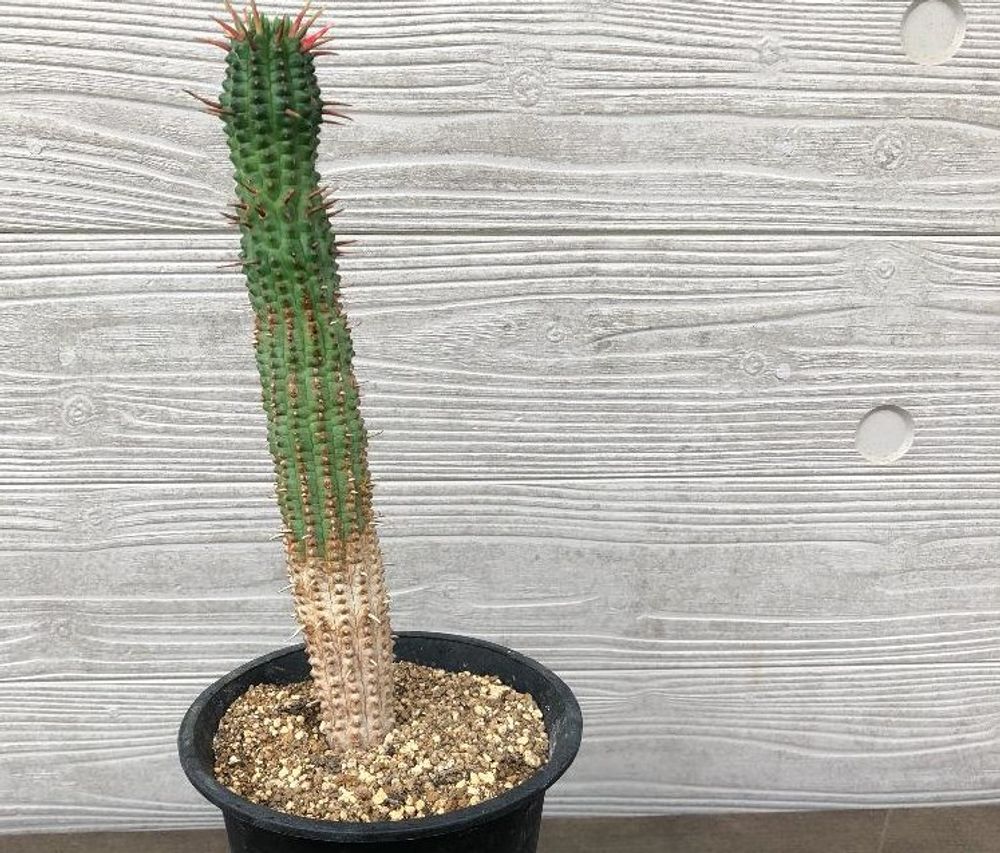 ユーフォルビア・マミラリス Photo by ks-plantsさん