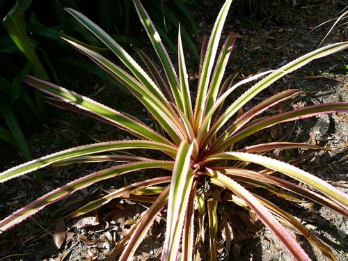 アナナス ブラクテアツスの育て方 うまく育つポイントは Greensnap グリーンスナップ