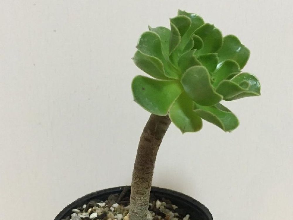 アエオニウム・アルボレウム　鉢植え