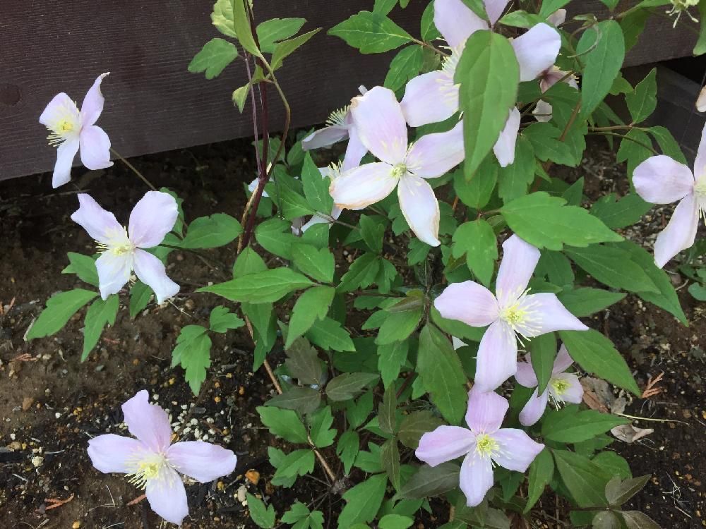 クレマチス・モンタナ　薄桃色の花