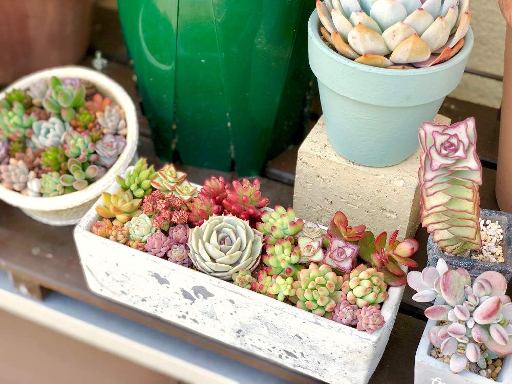 アエオニウム・アルボレウム　プランター