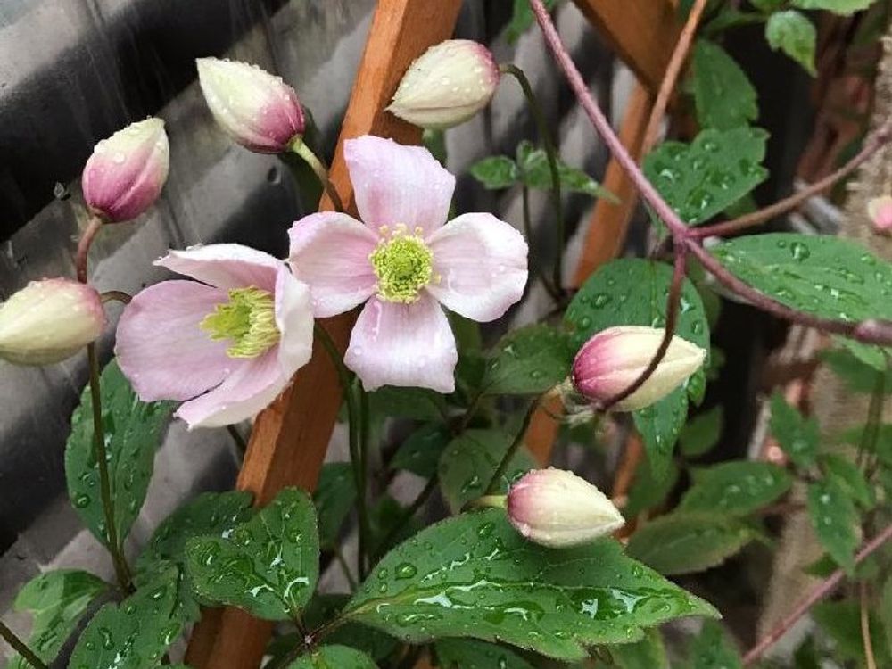 クレマチス・モンタナ　薄桃色の花