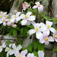 クレマチス・モンタナの育て方｜挿し木、剪定の方法は？鉢植えの注意点は？の画像