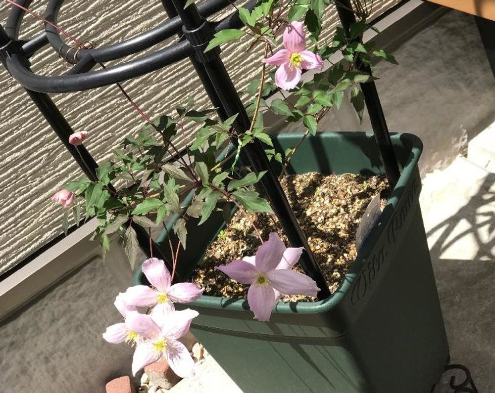 クレマチス・モンタナ　ピンク色の花