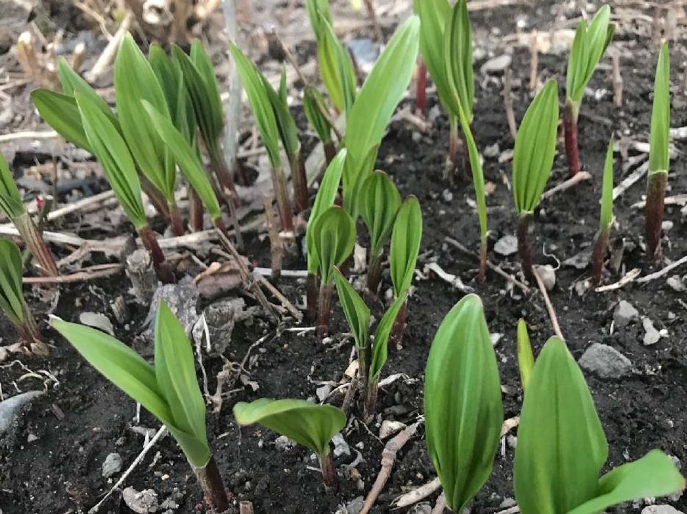 行者にんにく　地植え　株