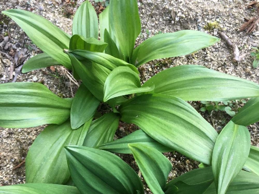 行者にんにく　用土　株