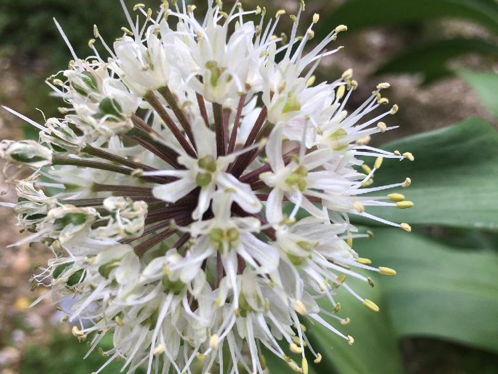 行者にんにく　白い花