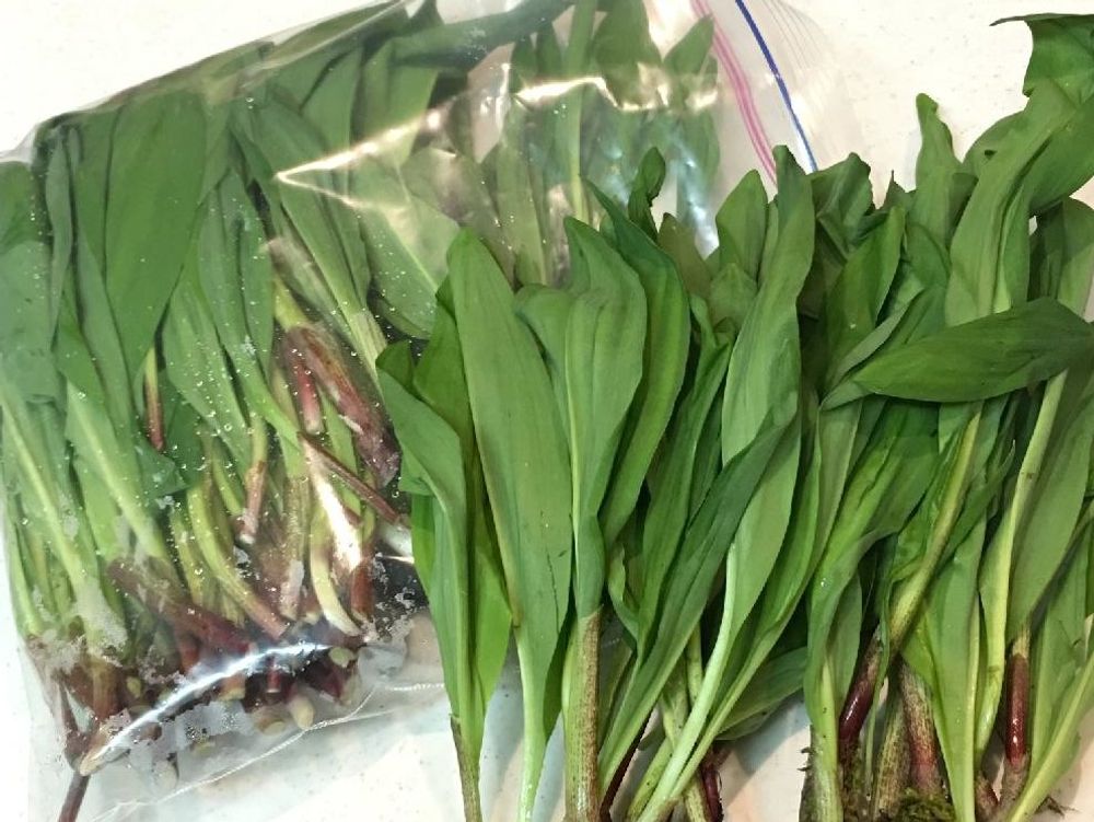 行者にんにく　葉　収穫