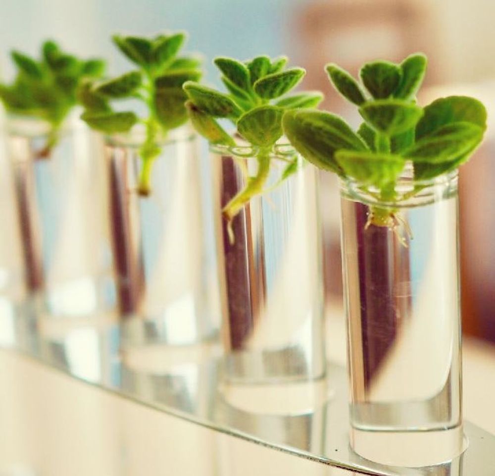 プレクトランサス・アンボイニクス Photo by  くましゅん。