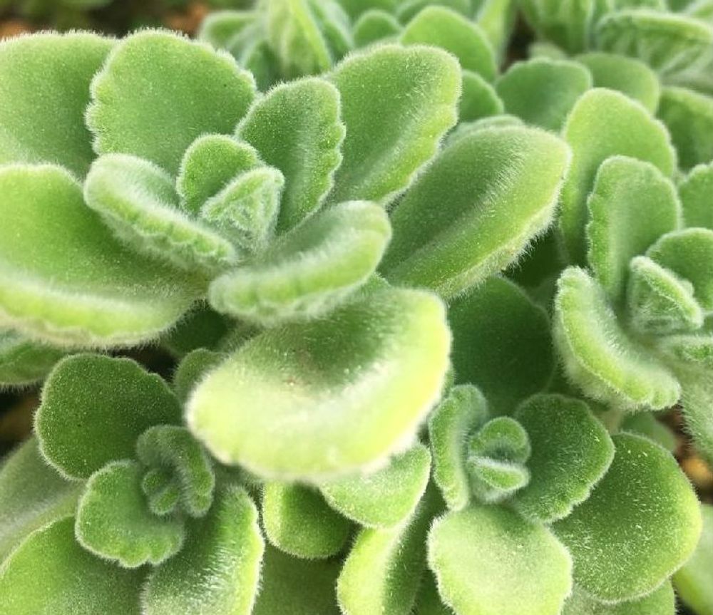 プレクトランサス・アンボイニクス Photo by  くましゅん。