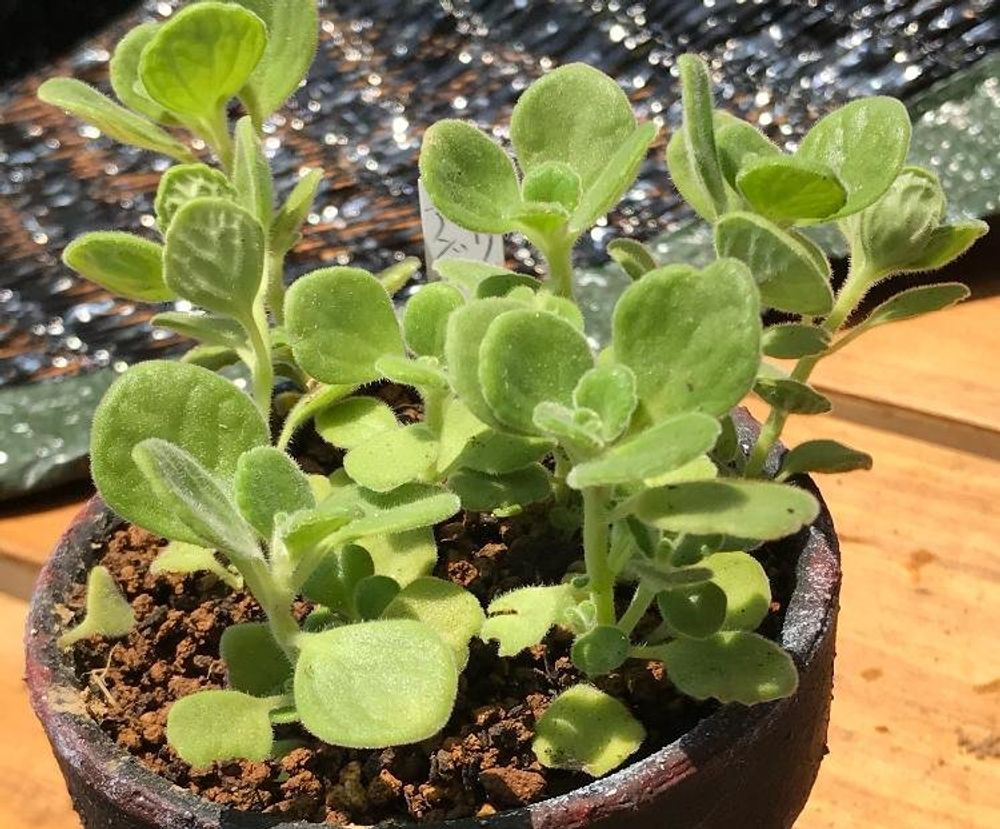 プレクトランサス・アンボイニクス Photo by   S's