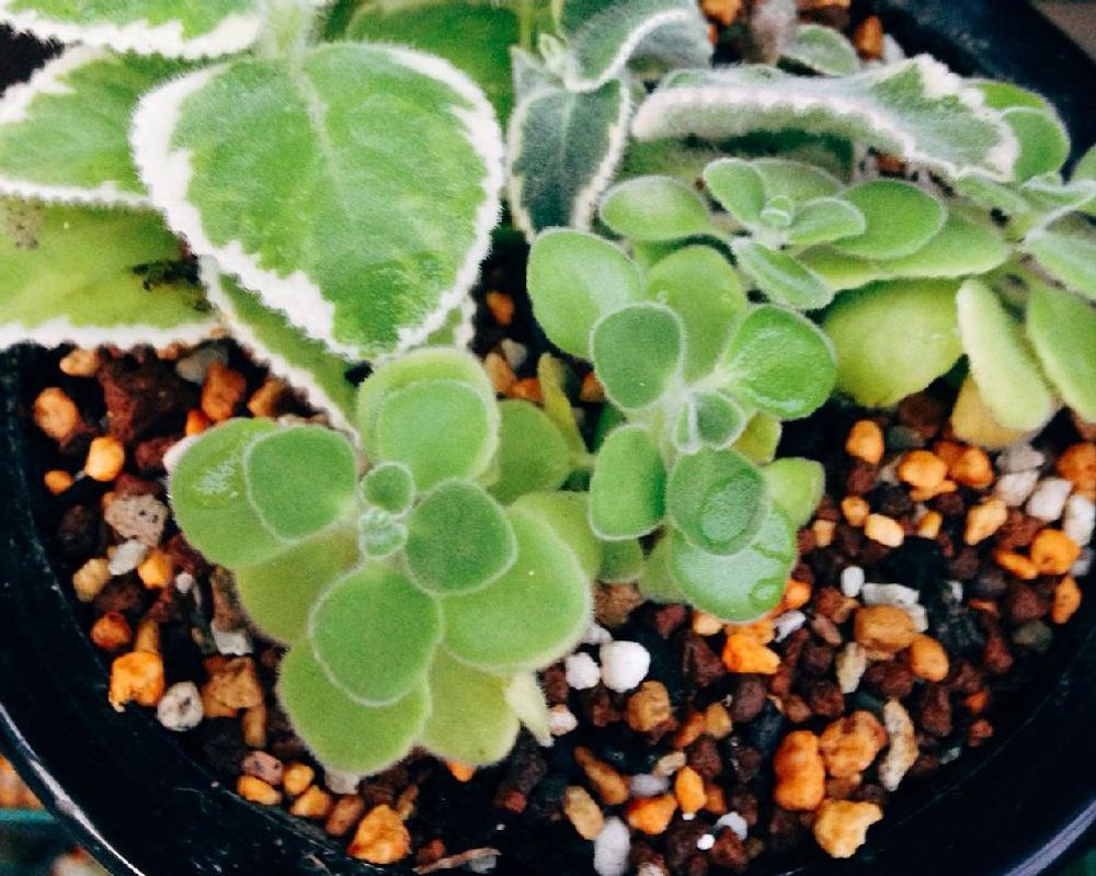 プレクトランサス・アンボイニクス Photo by  すずあ