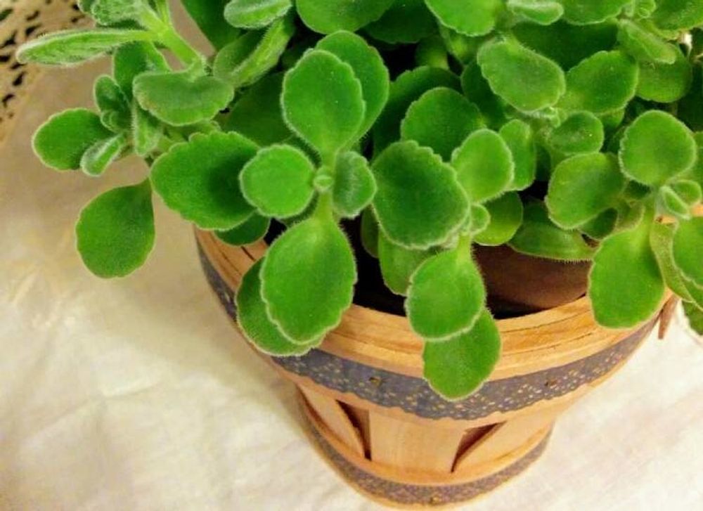 プレクトランサス・アンボイニクス Photo by  mimo 