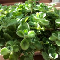 プレクトランサス・アンボイニクスの育て方｜置き場所や水やりのコツは？の画像