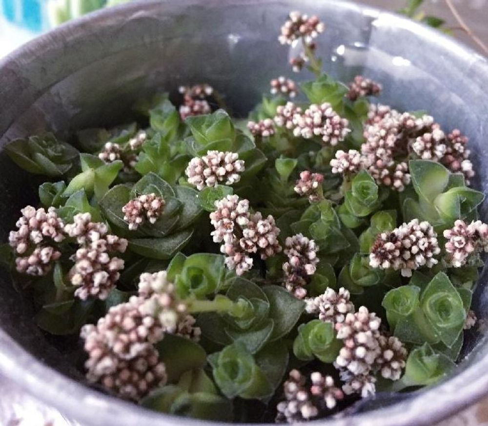 クラッスラ・ソシアリス　Photo by LUCYさん　