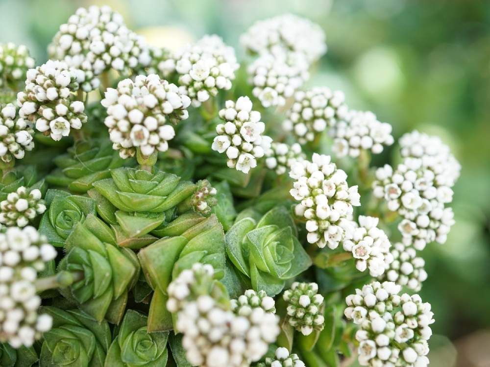 クラッスラ・ソシアリス　Photo by mocoさん