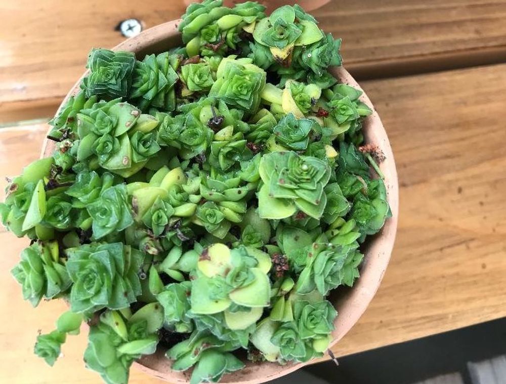 クラッスラ・ソシアリス　Photo by S'sさん