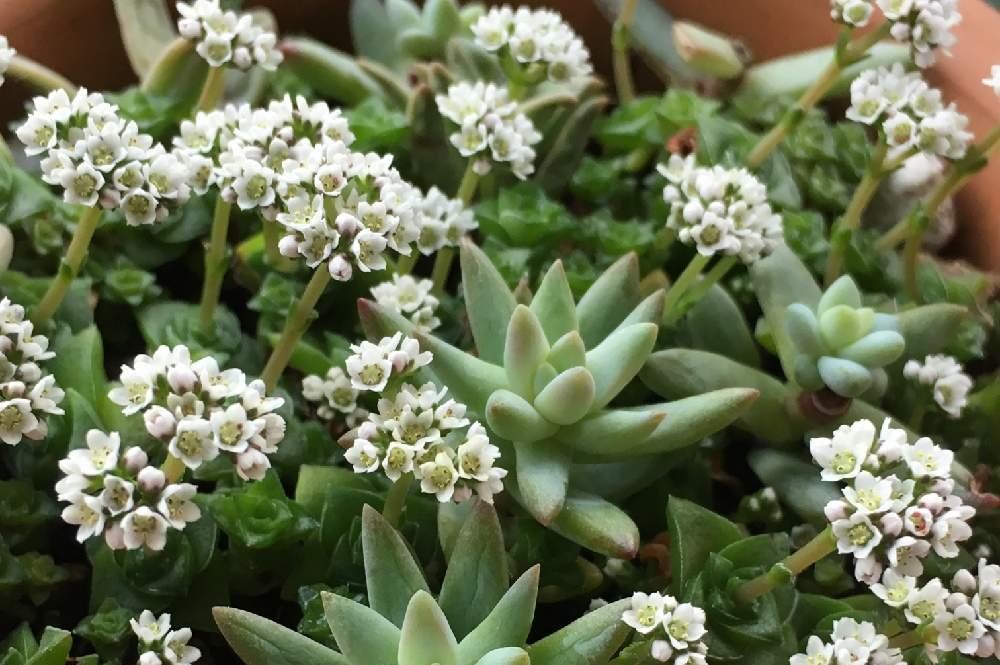 クラッスラ・ソシアリス　Photo by ガチャピンさん