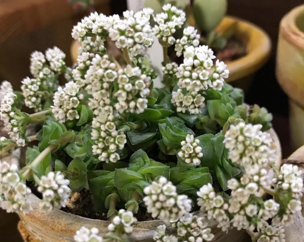 クラッスラ・ソシアリス　Photo by グレインFree!さん