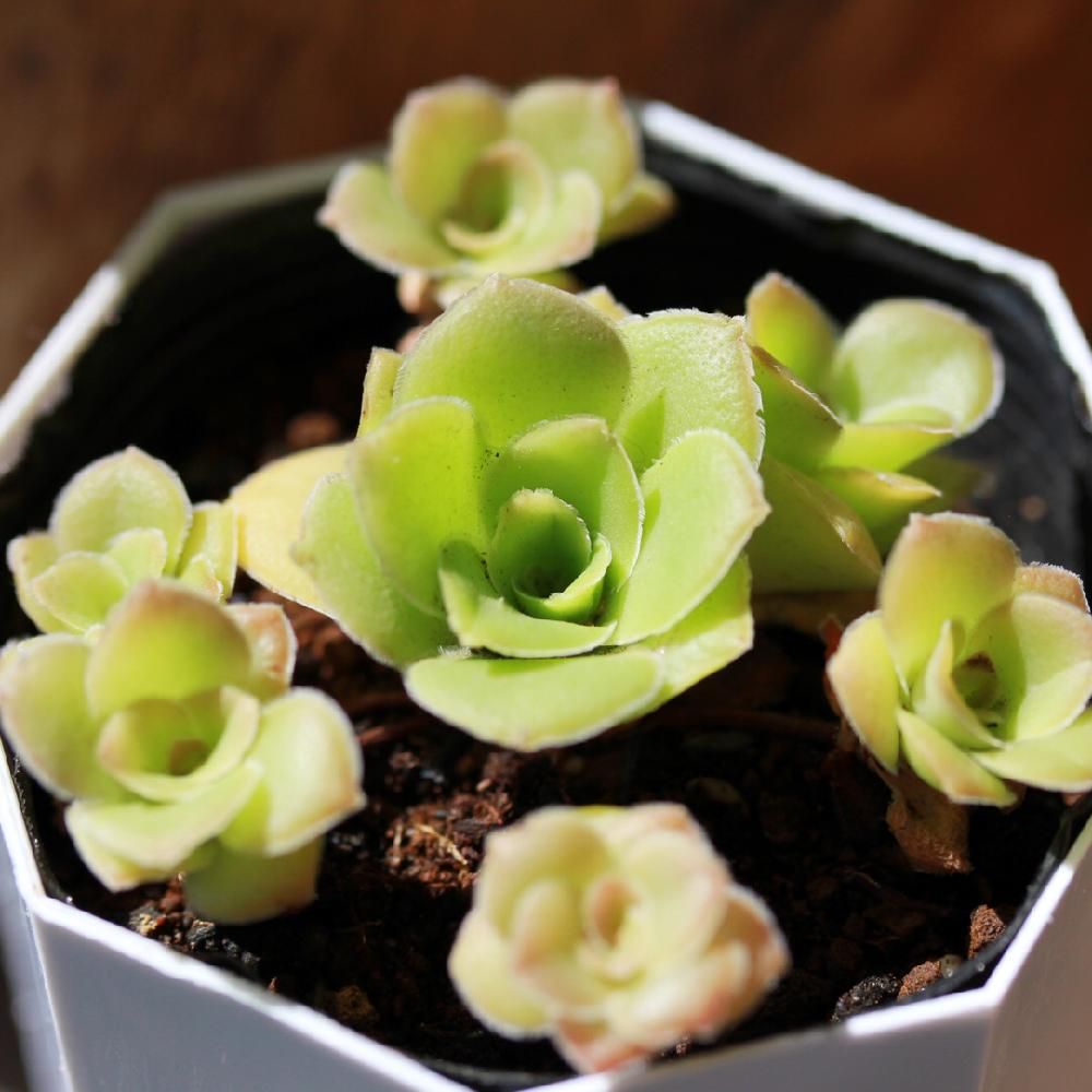 クラッスラ・オルビクラリス　Photo by LeoNさん