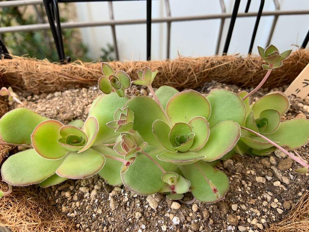 クラッスラ・オルビクラリス　Photo by なみへいさん