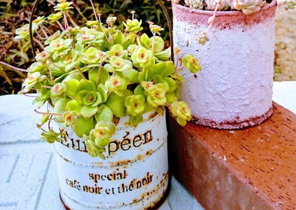 クラッスラ・オルビクラリス　Photo by アナベルさん