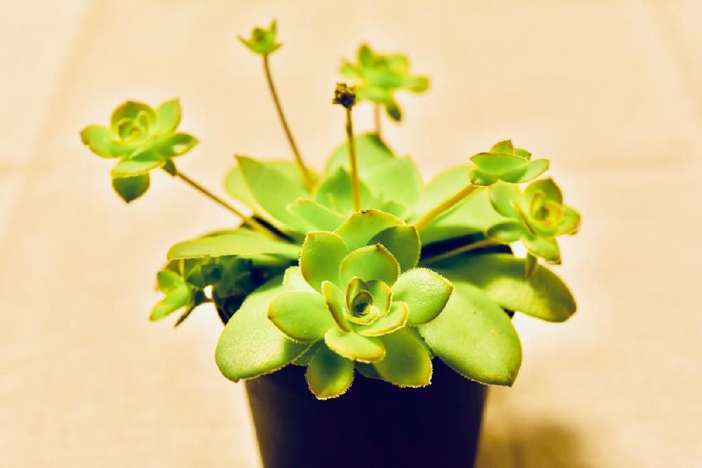 クラッスラ・オルビクラリス　Photo by しまちゃんさん