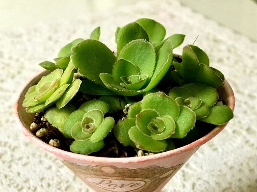 クラッスラ・オルビクラリス　Photo by ゆっこさん