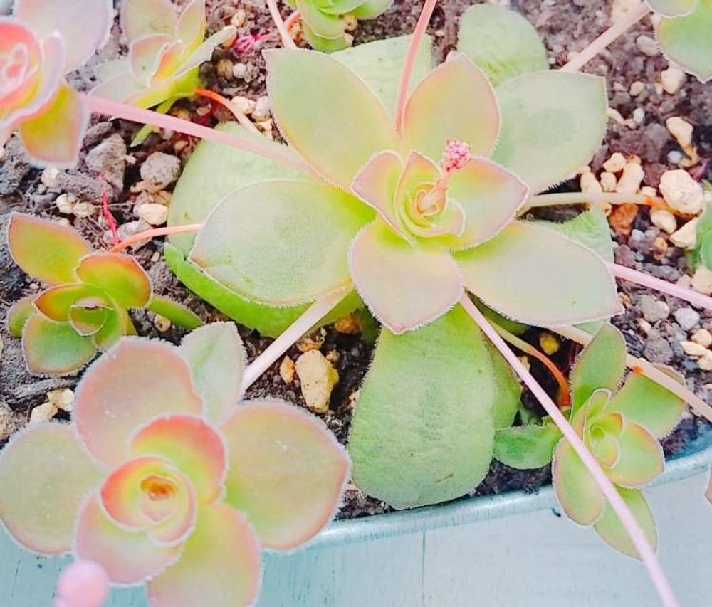 クラッスラ・オルビクラリス　Photo by ちこりんさん