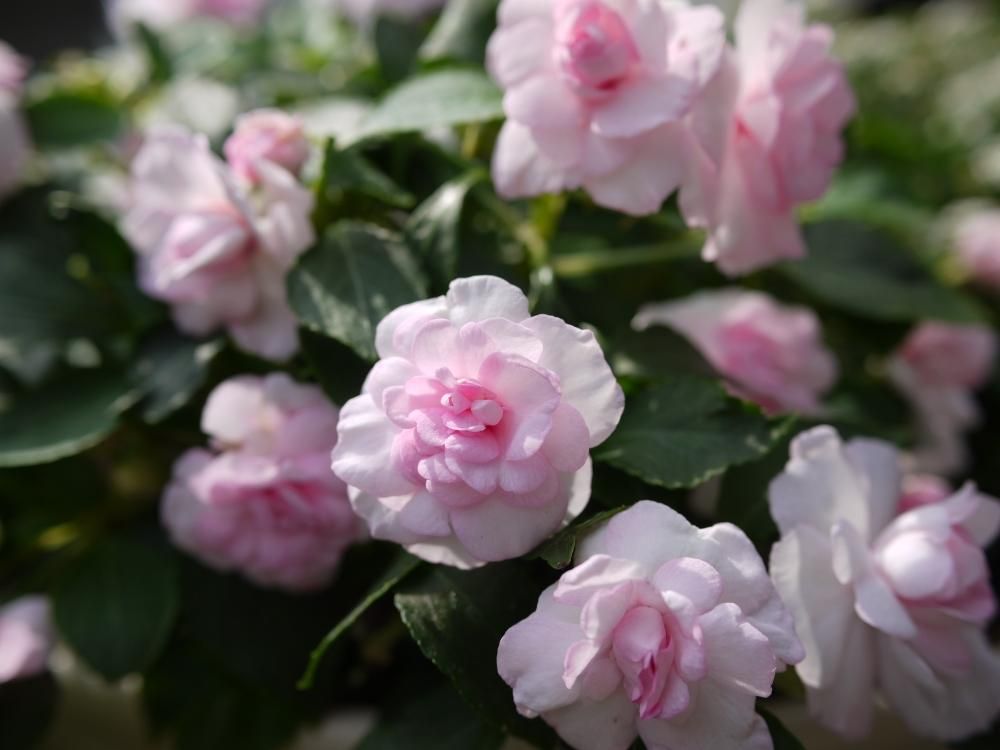 インパチェンス　ピンク色の花
