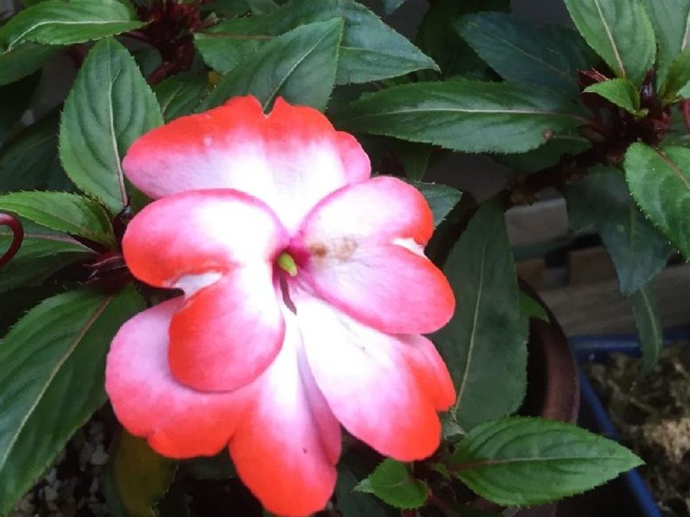 インパチェンス　赤い花