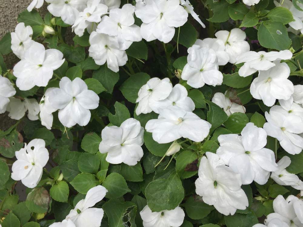 インパチェンス　白い花