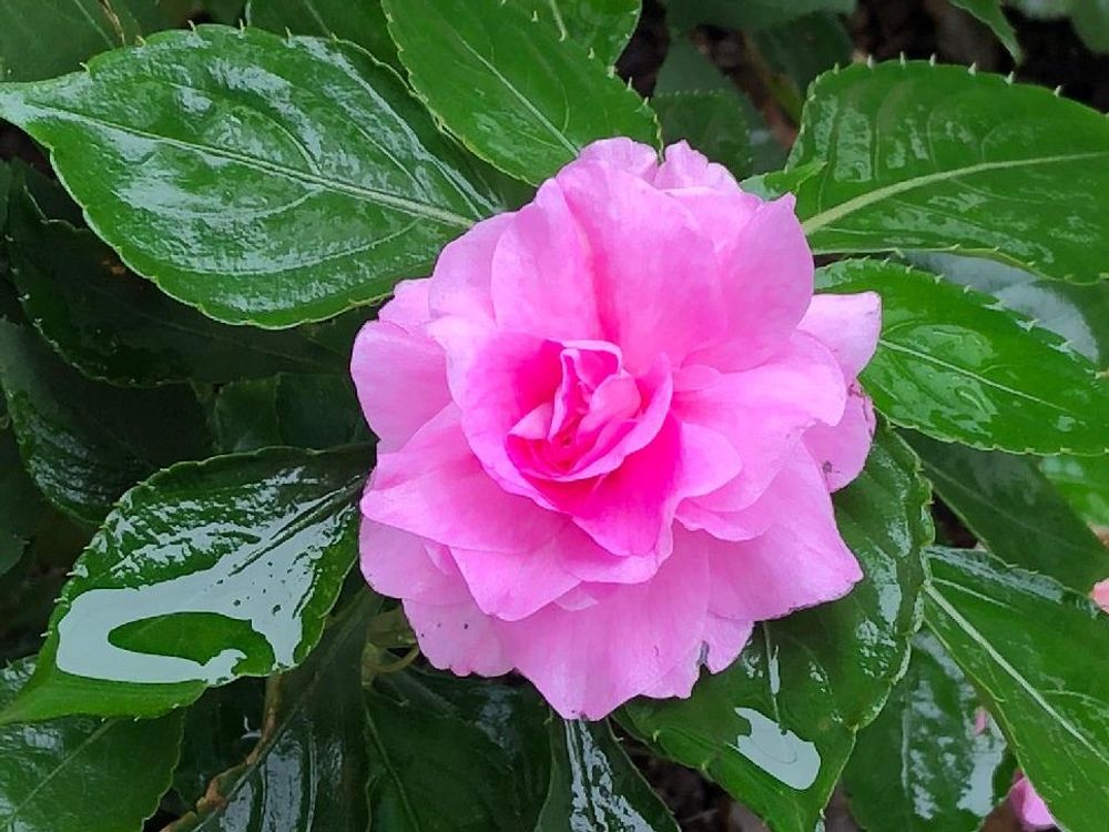 インパチェンス　ピンク色の花