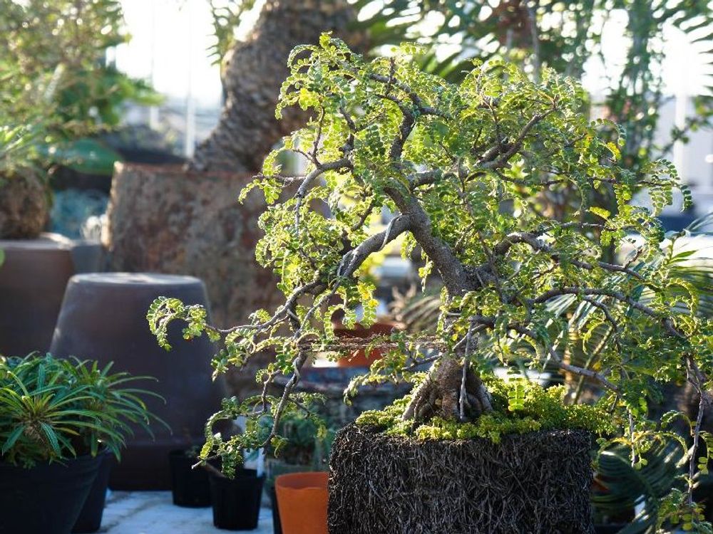 ヒレザンショウ　盆栽