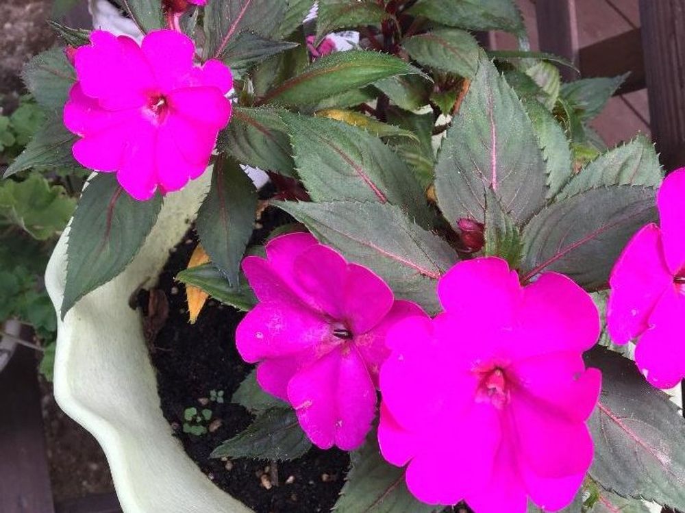 インパチェンス　鉢植え　ピンク色の花