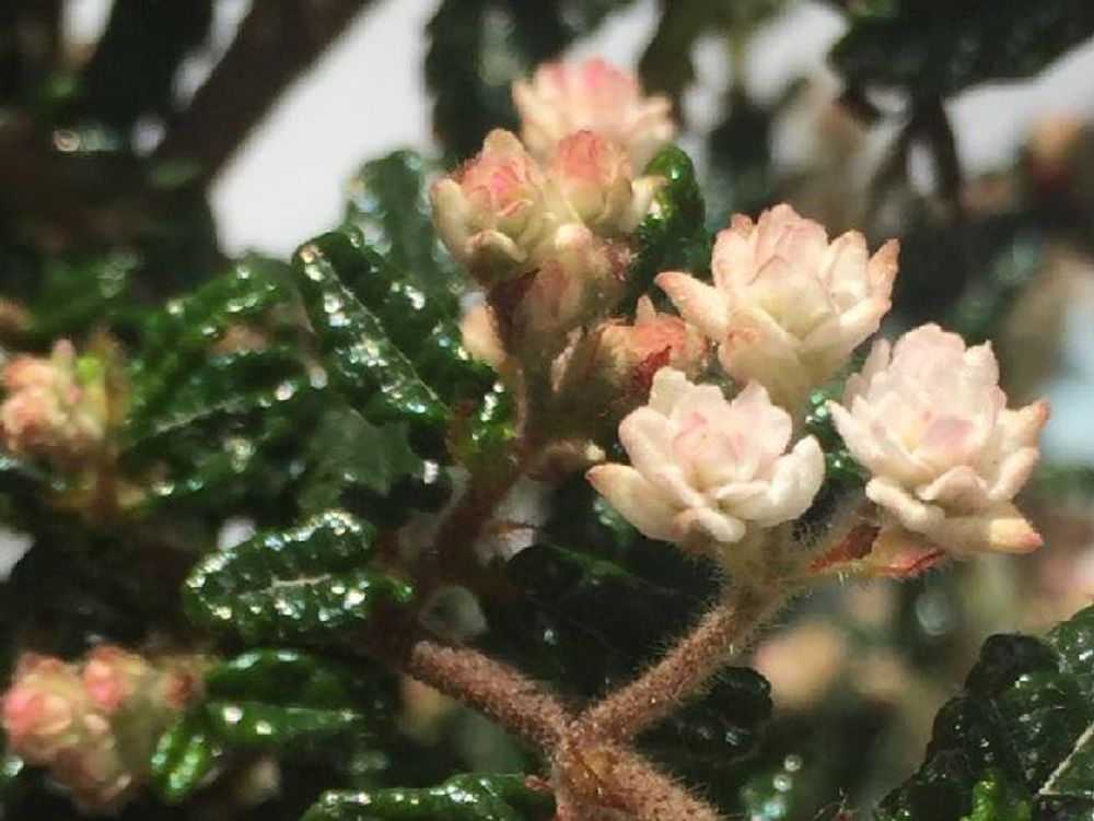 ヒレザンショウ　橙色の花